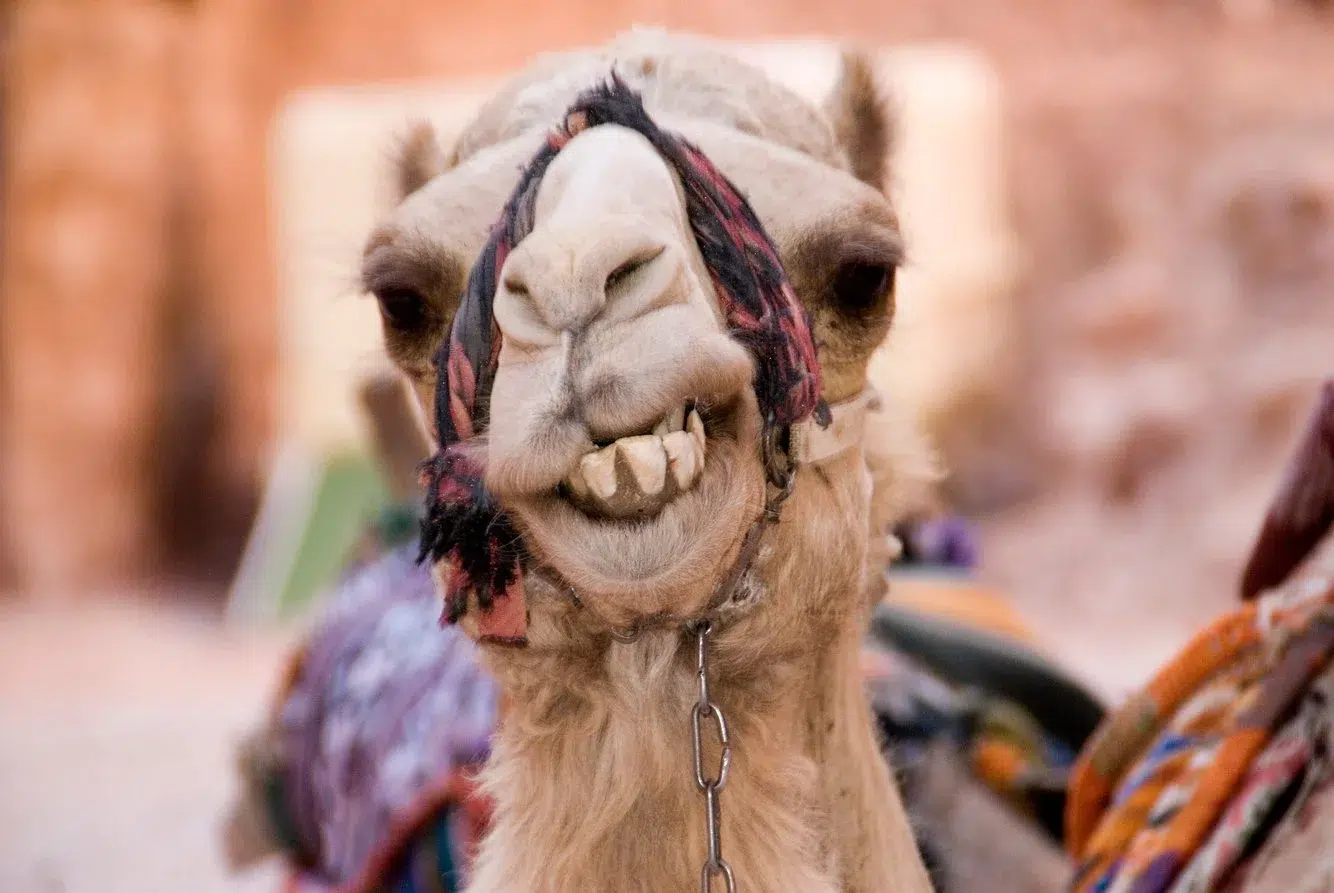 080782d7-bce7-4aec-8eb4-c8250173a256