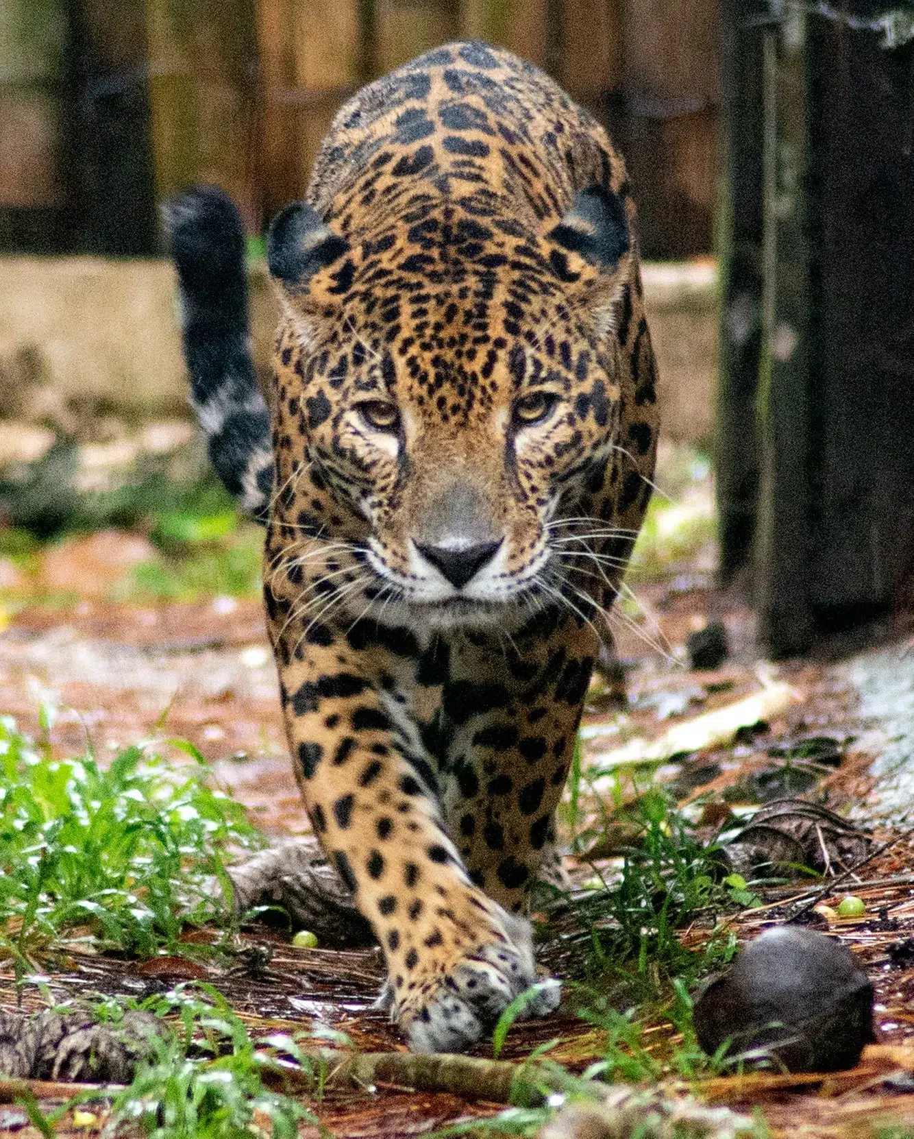 9da3e266-b2bb-4532-9711-4dee363b2d2b