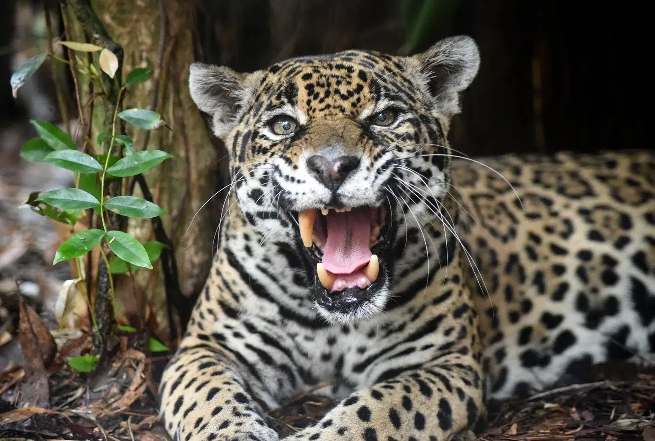 d4f15655-63e6-44ef-b6c5-1f1458567772