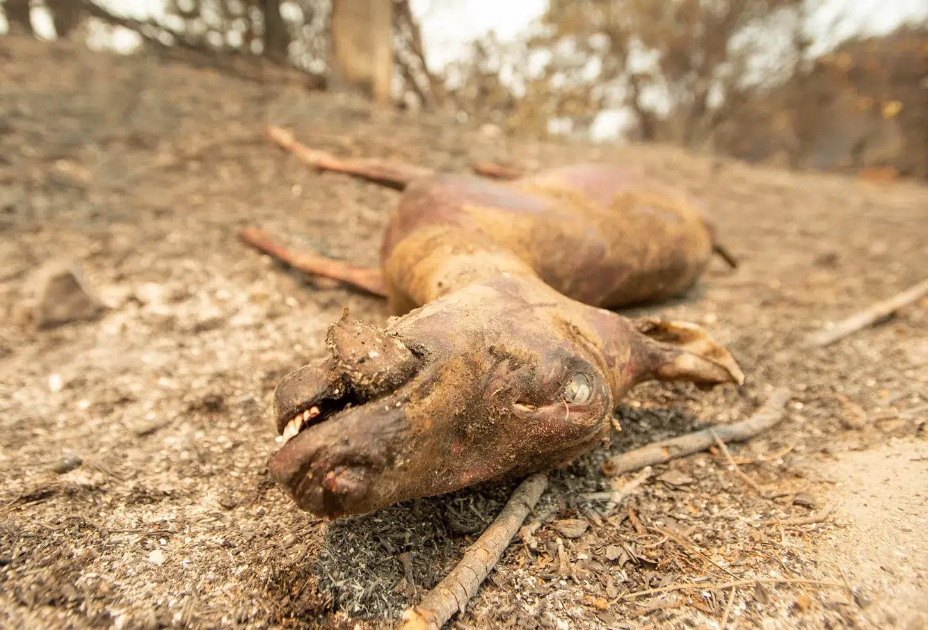 d63438de-ef90-4093-9a1b-7a450eb66762