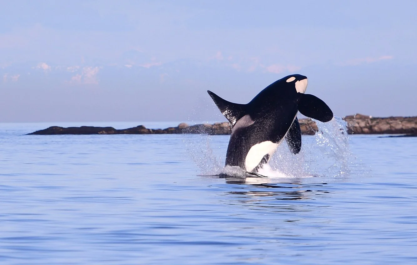 ea6baa23-abf9-4d1f-9bdc-64c7c74a4646