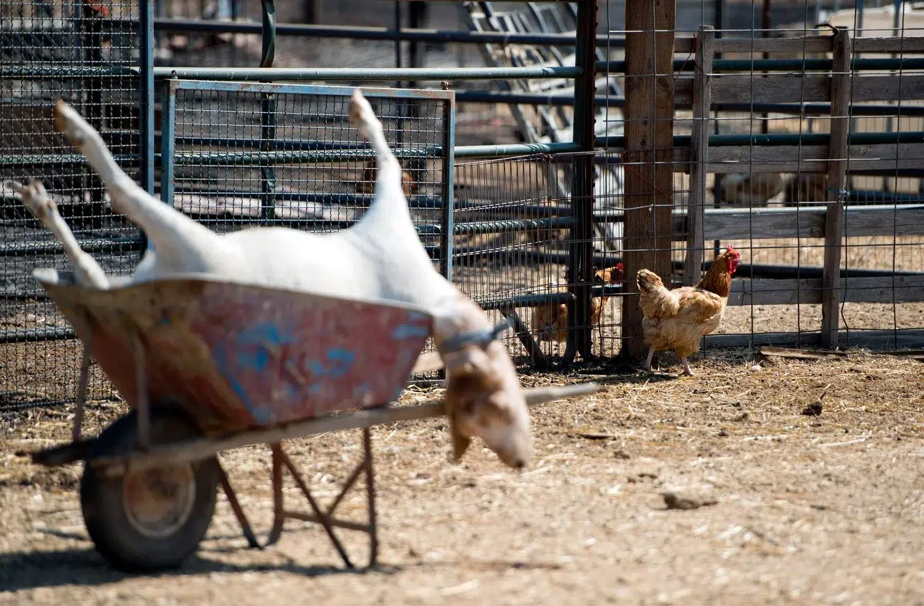 f8e48d78-eabb-41c6-9bbf-4fc506dccbd3